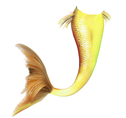 yellow tail Meme Template