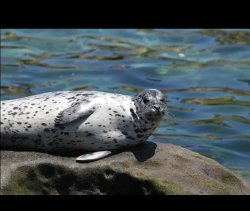 Funny seal Meme Template