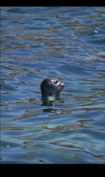 Searching Seal Meme Template