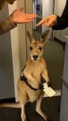 Plane rejected kangaroo Meme Template