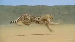 Cheetah Meme Template