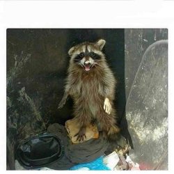 raccoon caught Meme Template