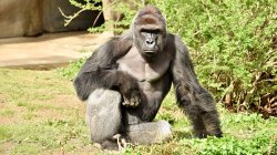 Harambe Day Meme Template