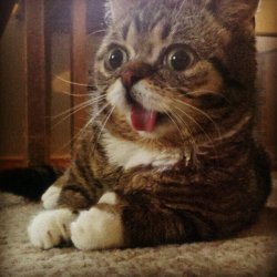 Cat with no brain Meme Template