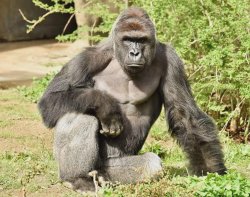 harambe Meme Template