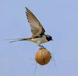 swallow laden with a coconut Meme Template