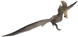 Pelecachtylus Meme Template