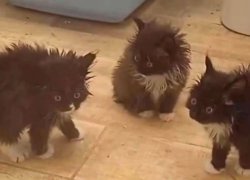 The Three Stooges as Cats Meme Template