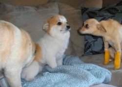 chihuahua look Meme Template
