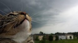 Weather Cat Meme Template