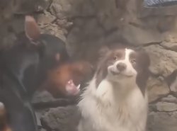 Dog smirks while the other bark Meme Template