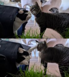 Cat Smack Meme Template