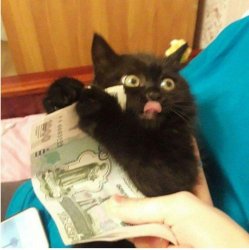 Money cat Meme Template