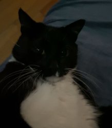 cobi stare Meme Template