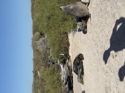 Sea lion blocking the path Meme Template