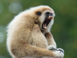 the screaming gibbon Meme Template