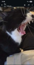 Big yawn Meme Template