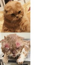 Cat: Confidence vs Consequences Meme Template