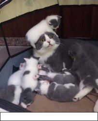 Cat with babies Meme Template
