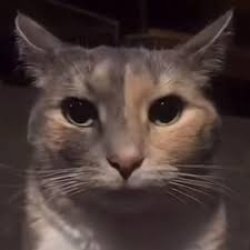 cat disappointed stare Meme Template