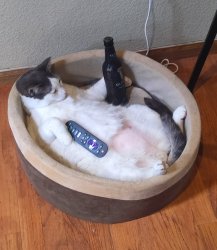 Beer Cat Meme Template