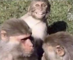 monkey thinking about worsening the situation Meme Template