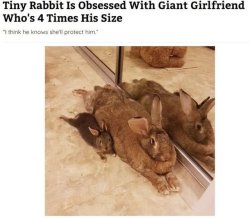 Tiny rabbit is obsessed with giant girlfriend Meme Template