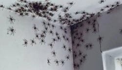 Release the spiders Meme Template