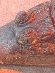 grug the caiman Meme Template
