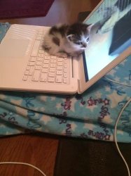 Cat sitting on laptop Meme Template
