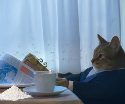 Business Cat Meme Template