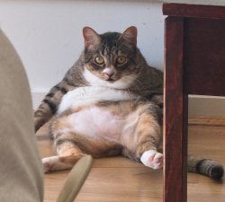 fat cat Meme Template