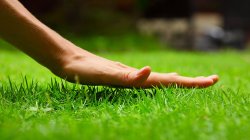 touch grass Meme Template