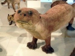 sad taxidermy Meme Template