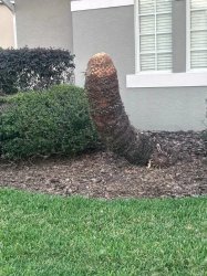 trimmed palm tree Meme Template