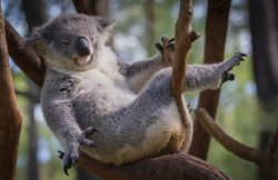Koala Meme Template