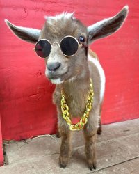 type shi goat Meme Template