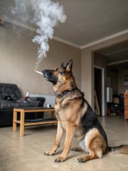 Dog smoking Meme Template