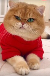 Annoyed cat Meme Template