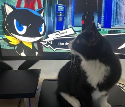 don't mess with morgana Meme Template