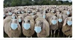 McSheeple Meme Template