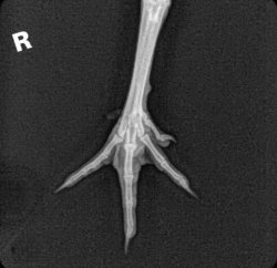 Xray chicken foot Meme Template