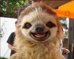 Smile sloth Meme Template