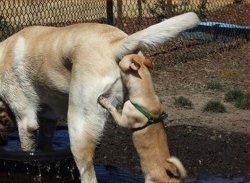 dog sniffing butt meme Meme Template