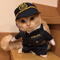 Cat police Meme Template