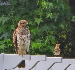 Big hawk, small bird Meme Template