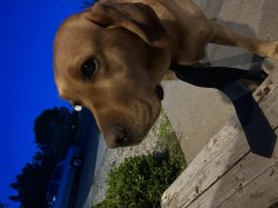 Sad dog Meme Template
