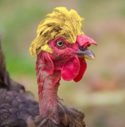 taco the chicken Meme Template