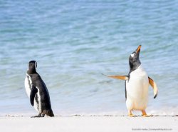 Penguin pointing at another Penguin Meme Template