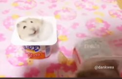 Hamster smack Meme Template